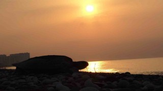 Her yıl binlerce yavru çıkıyor: Deniz kaplumbağaları yumurta bırakmaya başladı