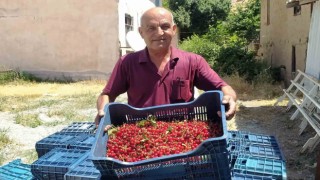 Hisarcıkta vişne alımlarına başlandı