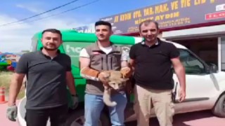 Iğdırda bakıma muhtaç halde bulunan tilki doğal ortamına bırakıldı