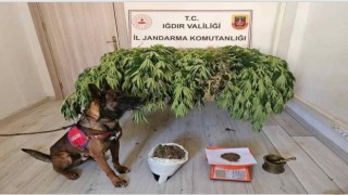 Iğdırda uyuşturucu operasyonu: 2 kişi yakalandı