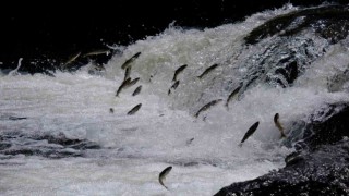 İnci kefallerin muhteşem göçü sorunsuz şekilde devam ediyor