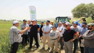 İnönü ilçesindeki Tarla Gününde 12 buğday çeşidi tanıtıldı
