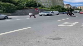 İstanbulda kurbanlık dana firarda: Trafiği birbirine katan dana iki ilçe değiştirdi