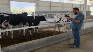 İthal süt sığırlarının karantina işlemleri başladı