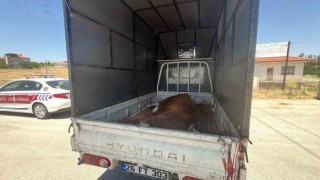 Jandarma kaçak kesildiği belirlenen büyükbaş hayvan ele geçirdi