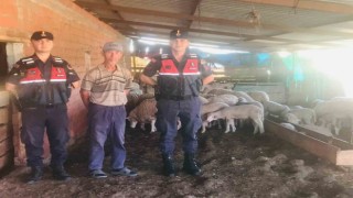 Jandarma kaybolan koyunları dron ile buldu