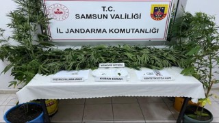 Jandarmadan kenevir operasyonu