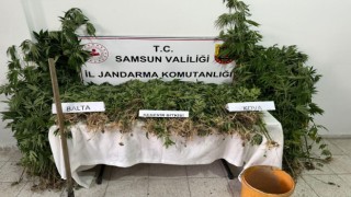 Jandarmadan yasadışı kenevir ekimi yapan şahsa gözaltı