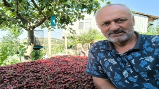 Kahramanmaraşta üretilen kiraz bahçede 27.5 markette 60 lira