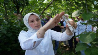 Kahverengi kokarca ile mücadele: 14 bin ‘samuray arısı doğaya salındı