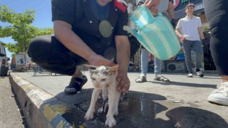Kaputa sıkışan yavru kedi kurtarıldıktan sonra yıkatılıp süt ikram edildi