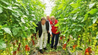 Karadenizin en büyük sebze serasında sezonun ilk domates hasadı yapıldı
