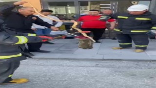 Karapınarda park halindeki otomobilin altından yılan çıktı