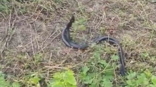 Yılanların dansı görenleri şaşkına uğrattı