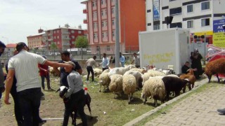 Karsta hayvan pazarında yoğunluk