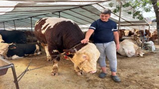 Kartalda kurban pazarının şampiyonu 1320 kilo ağırlığındaki tosun alıcısını bekliyor