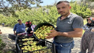 Malatya'ya rakip: Hatay'da kayısı hasadı bereketli başladı