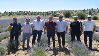 Kaymakam Gökçe, lavanta ve altın otu hasadına katıldı