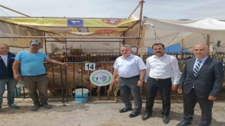Kaymakam Öztürk hayvan pazarında incelemelerde bulundu