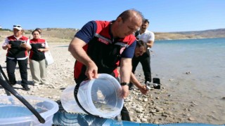 Kayseride sulara 1 buçuk milyon balık bırakıldı