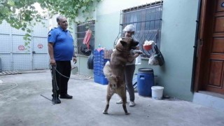 Kedi ve köpekleri için bahçeli ev kiraladılar, hepsinin ayrı odası var