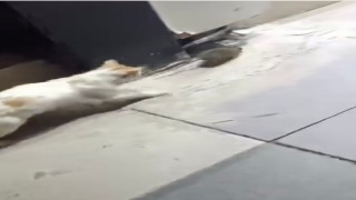 Kedinin fareyle oyunu izleyenleri gülümsetti