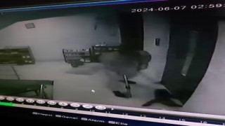 Kediye apartmanda sopayla saldırdı