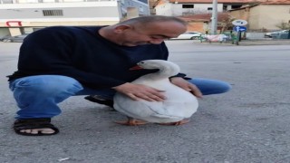 Kendisini sevdirmek isteyen kazın çabası gülümsetti