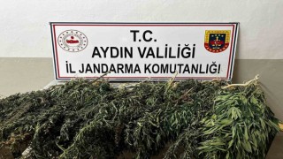 Kenevir bitkisi eken 2 şüpheli yakalandı