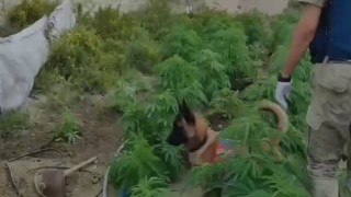Kenevir eken şahsın kimliği tarlaya yerleştirilen kamerayla tespit edildi