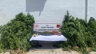 Kenevir serası kuran şahıs yakayı ele verdi