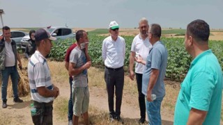Keşanda 350 dönüm buğday kül oldu