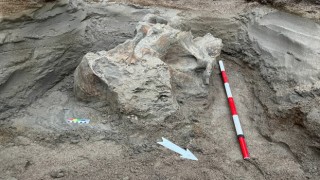 Kırgızistandaki bir taş ocağında mamut kemikleri bulundu
