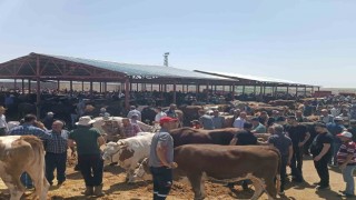 Kırşehirde arife günü kurban pazarında sıkı pazarlık