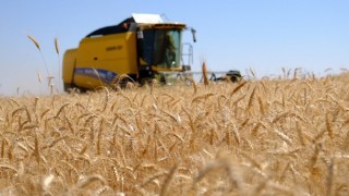 Kızıltepe Ovasında buğday hasadı verimli geçiyor