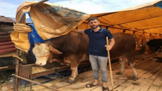 Kocaelide kurbanlıkların yarısı satıldı