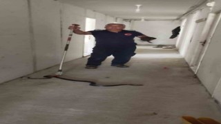 Konteynere giren yılanı itfaiye yakaladı