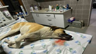Köpeğe çarpıp kaçan sürücüye 7 bin 216 TL para cezası