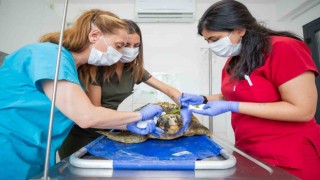 Körfezdeki yaralı caretta caretta kurtarıldı