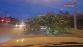 Kozanda ağaç otomobili görenler hayrete düştü