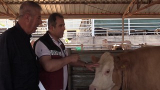 Kurban Bayramı öncesi hayvan pazarında denetim