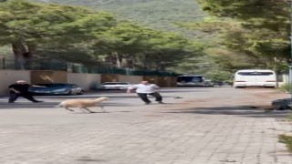 Kurban Bayramında manzara değişmedi, firari kurbanlıklar sahiplerine ter döktürdü