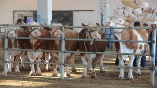 Kurban pazarlarında hareketlilik yaşanıyor