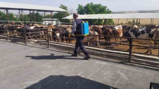 Kurban satış ve kesim yerleri ilaçlanıyor
