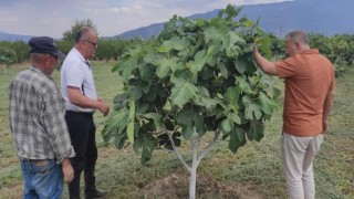 Kuyucakta incir bahçelerinde hastalık ve zararlı kontrolü yapıldı