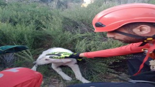 Kuyuya düşen köpeği AKUT ekipleri kurtardı