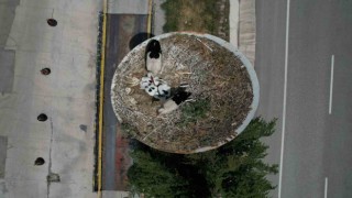 Leylek Apartmanı sakinleri yuvalarına döndü