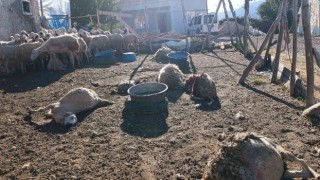 Malatyada ağıla giren kurt 8 koyunu telef etti