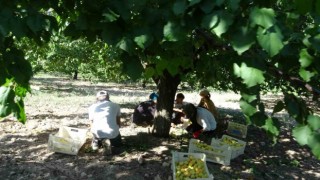 Malatyada sarı altın hasadı başladı