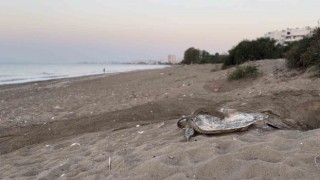 Mersin, sezonluk misafirlerini ağırlıyor